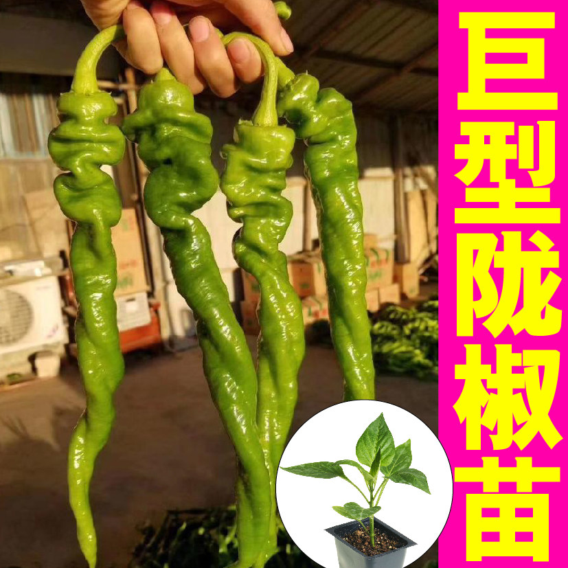 山东寿光巨型陇椒辣秧苗带