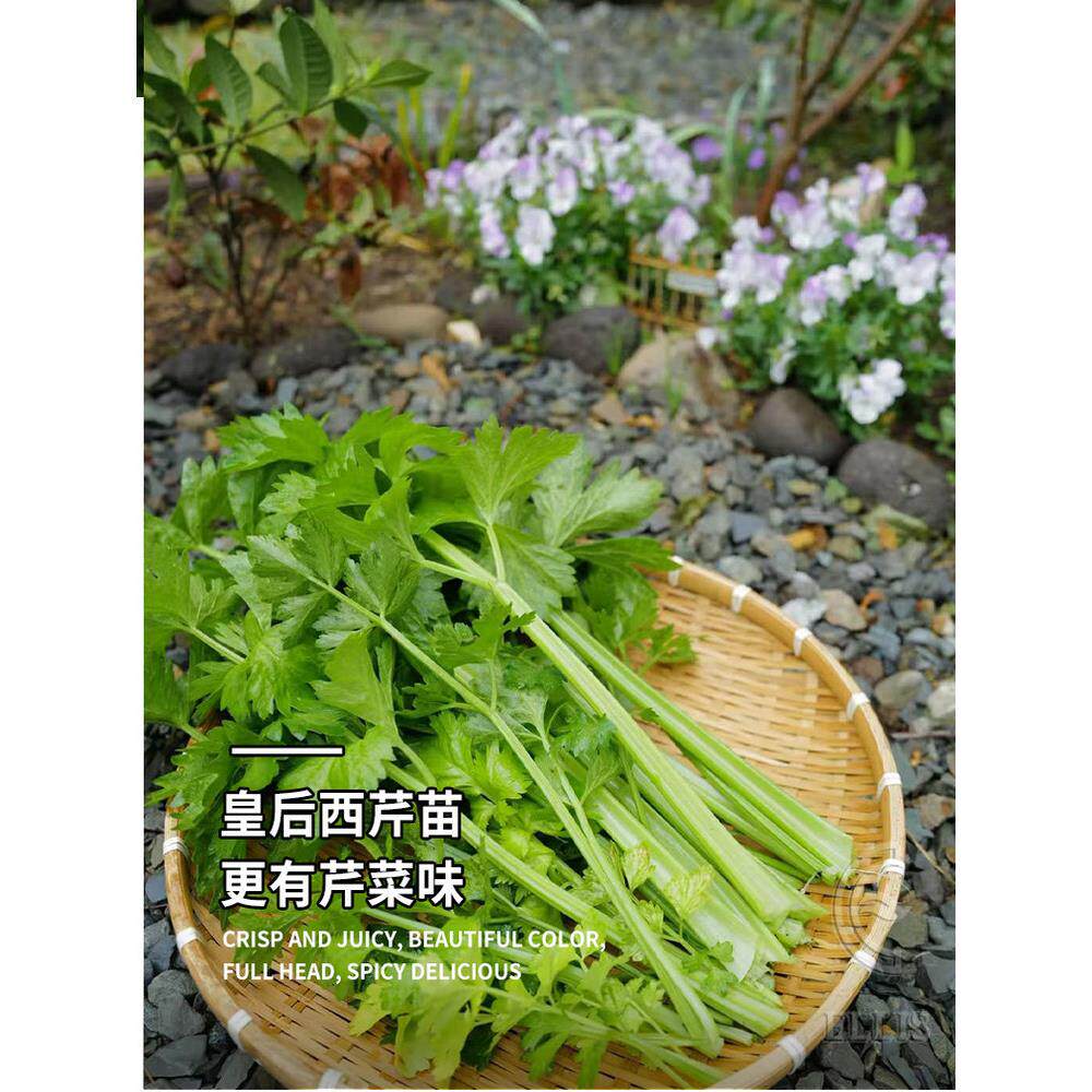 高产皇后大肉西芹秧苗带土
