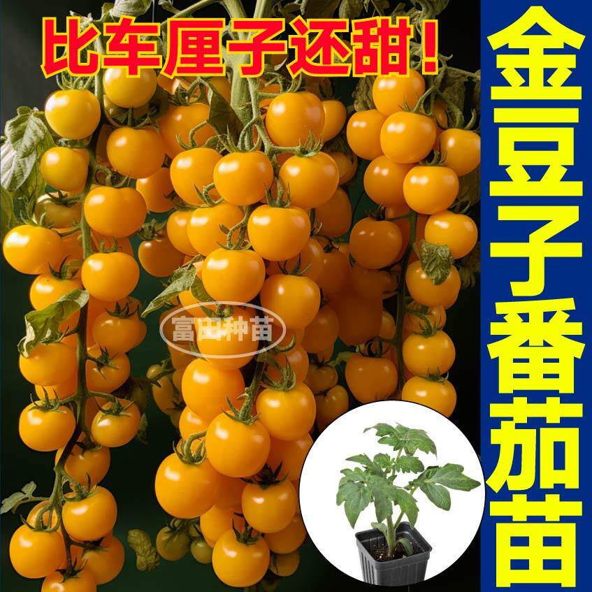 寿光超甜多汁金豆子番茄苗