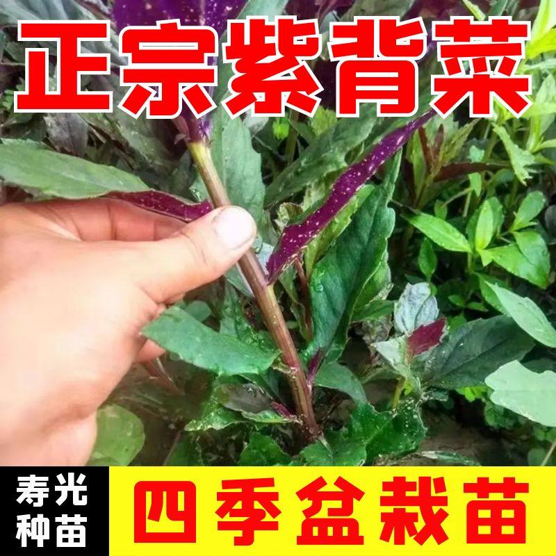 紫背菜秧苗种籽朝天椒线羊