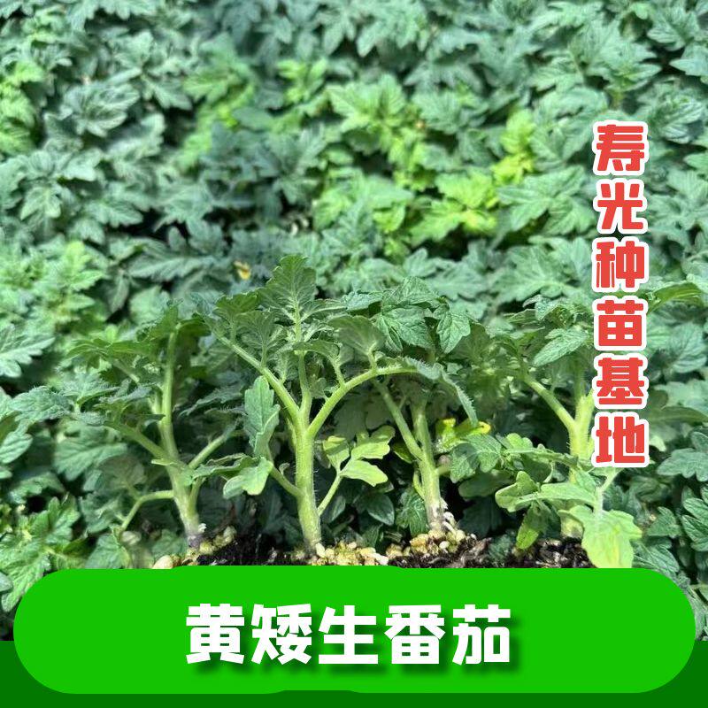 盆栽黄矮生番茄秧苗手机高产苗子