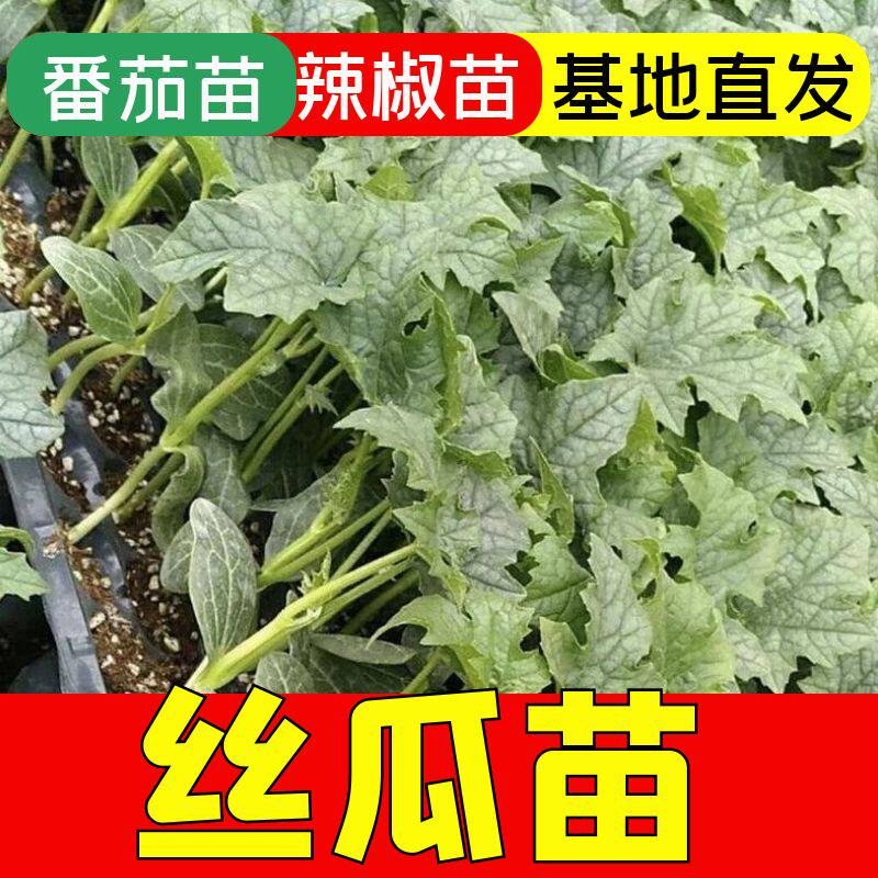 四季高产苗肉长丝瓜特色丝瓜苗