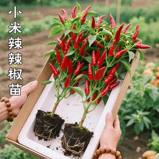 朝天椒盆栽带果可食用五彩辣椒小米椒花苗阳台庭院开花结果绿植物