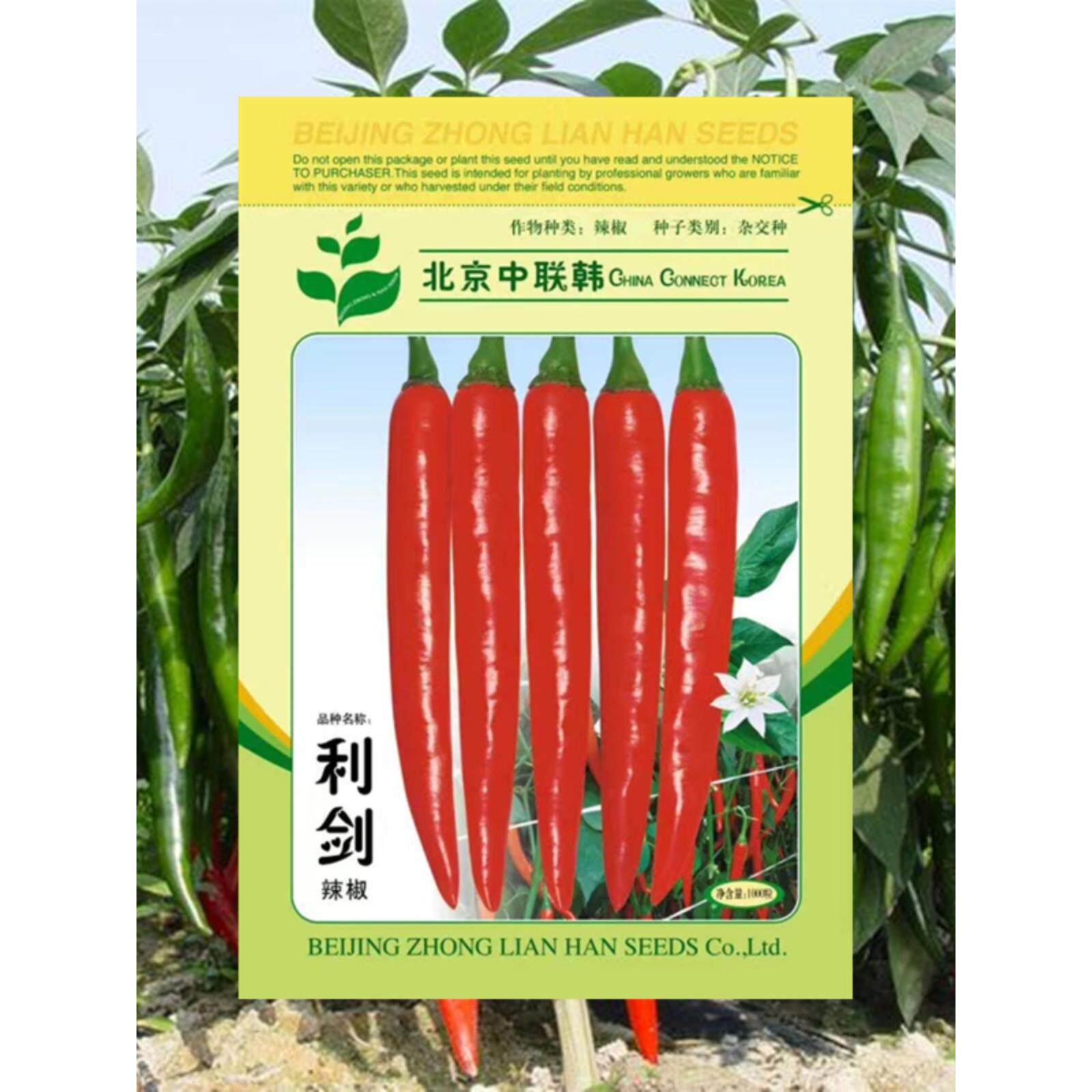 利剑美人椒种子寿光辣苗