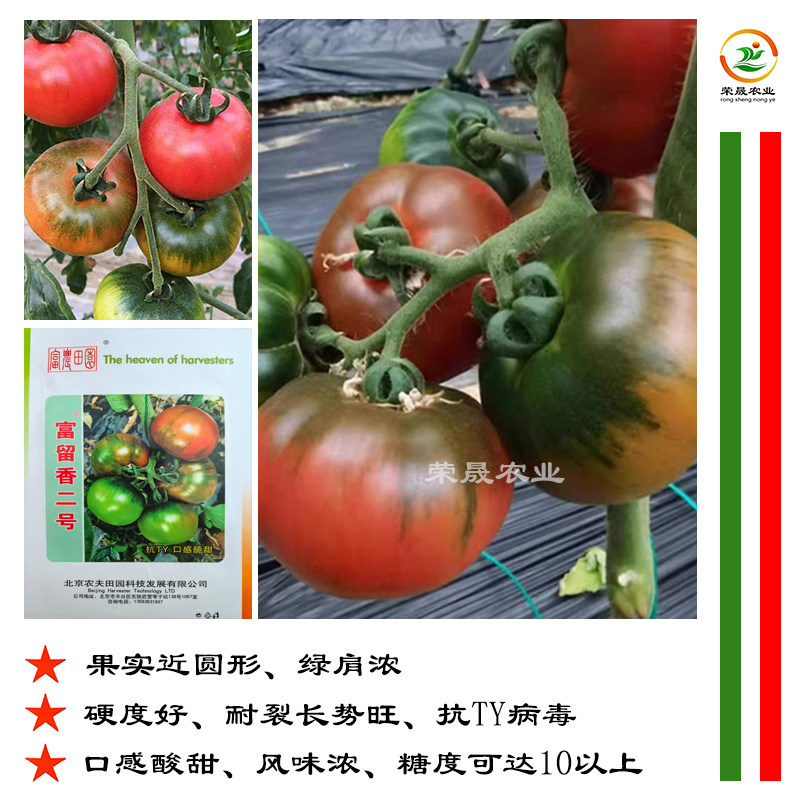 富留香2号草莓番茄种子苗子秧子东北铁皮柿子水果口感西红柿种籽