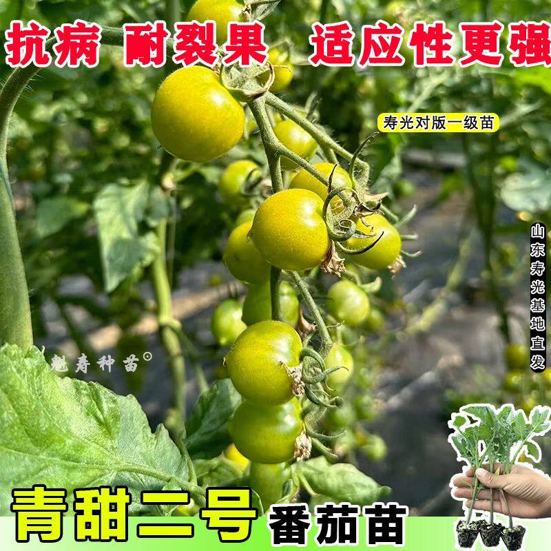青甜二号番茄苗小秧种子红