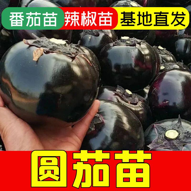 圆茄秧苗茄子苗高产黑紫色菜特大圆蔬菜苗子茄秧苗大全茄苗