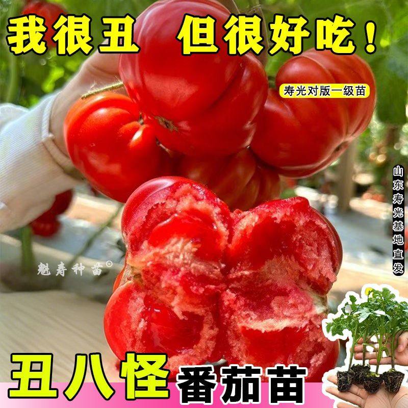 丑八怪马蹄番茄苗寿光种子
