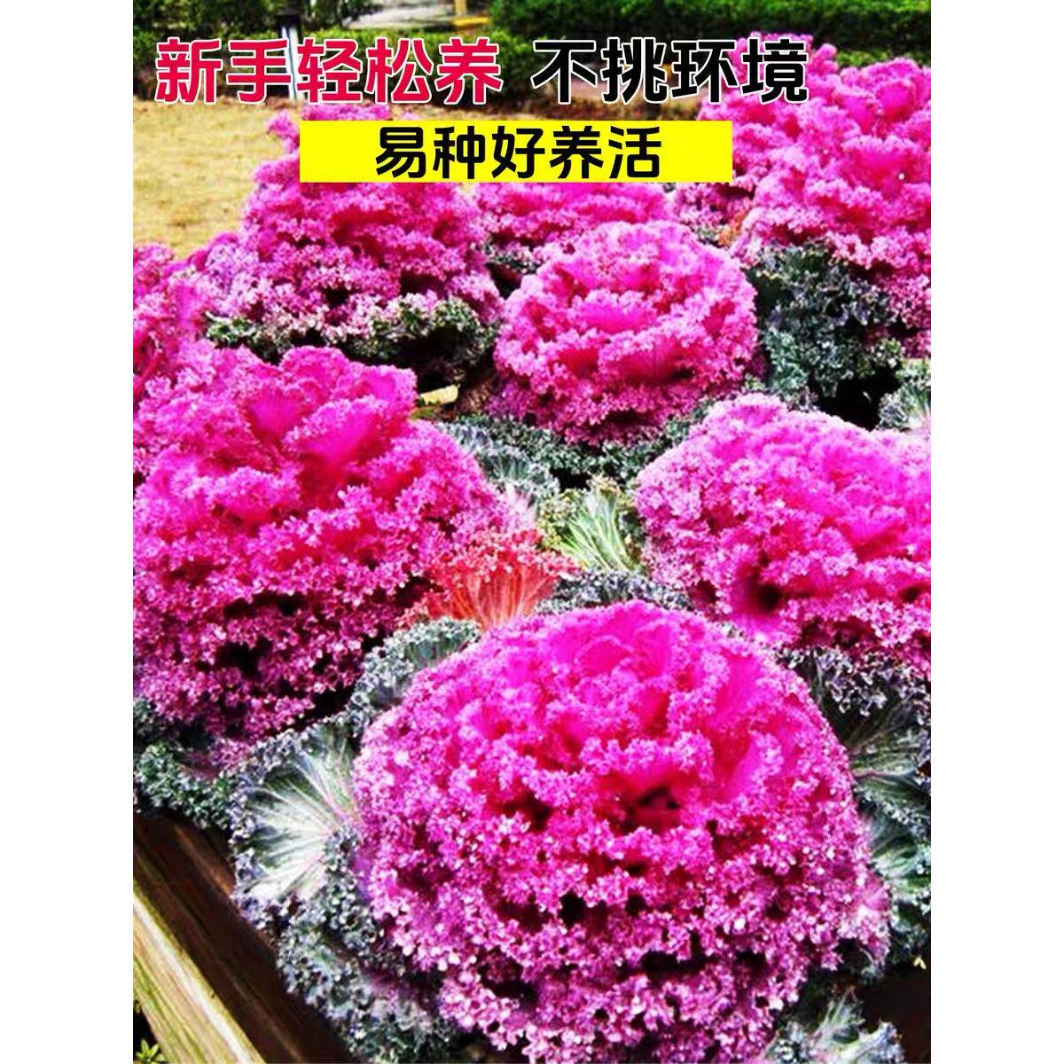 羽衣甘蓝种孑可食用观赏叶