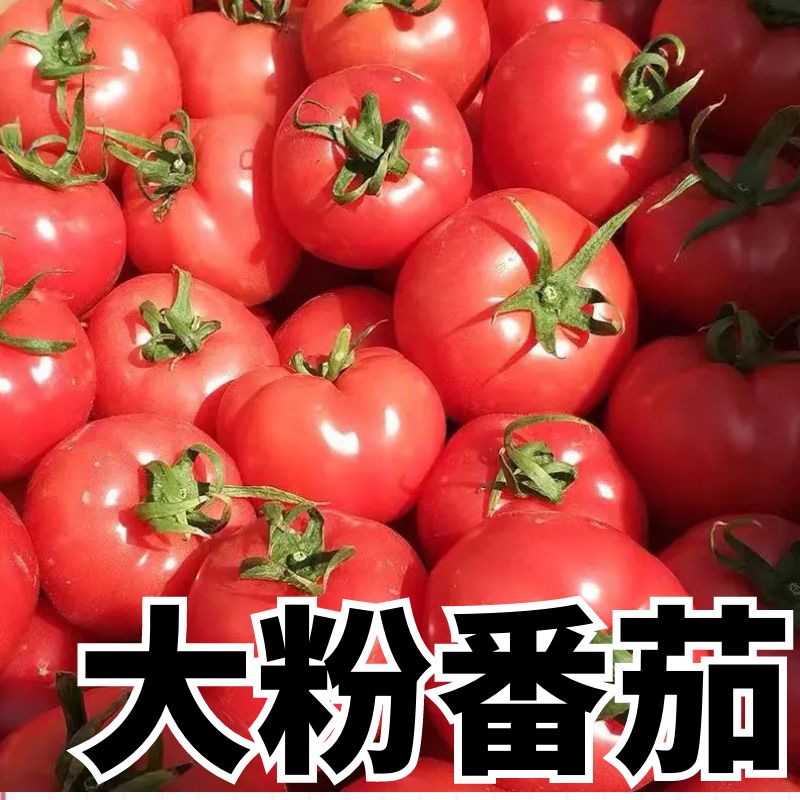 大粉番茄秧苗大西红柿苗子