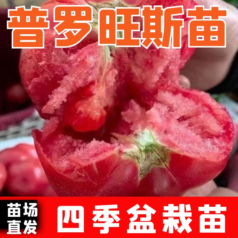 进口普罗旺斯西红柿苗子番