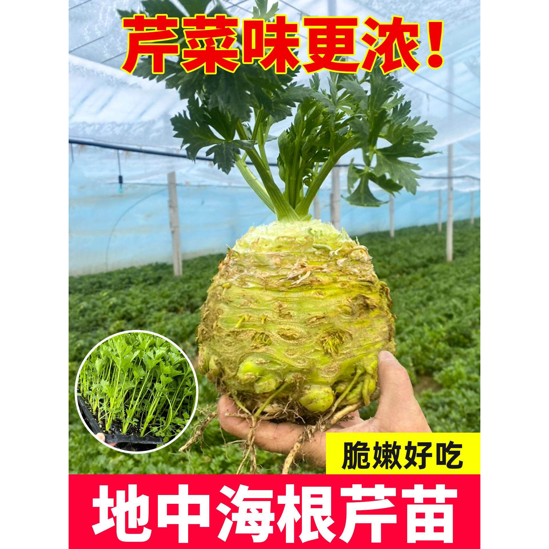 地中海根芹秧苗菜子蔬孑ab