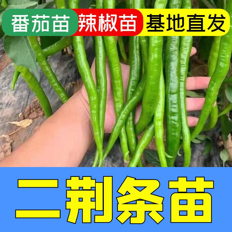 超辣线椒秧苗二荆条四季秧苗