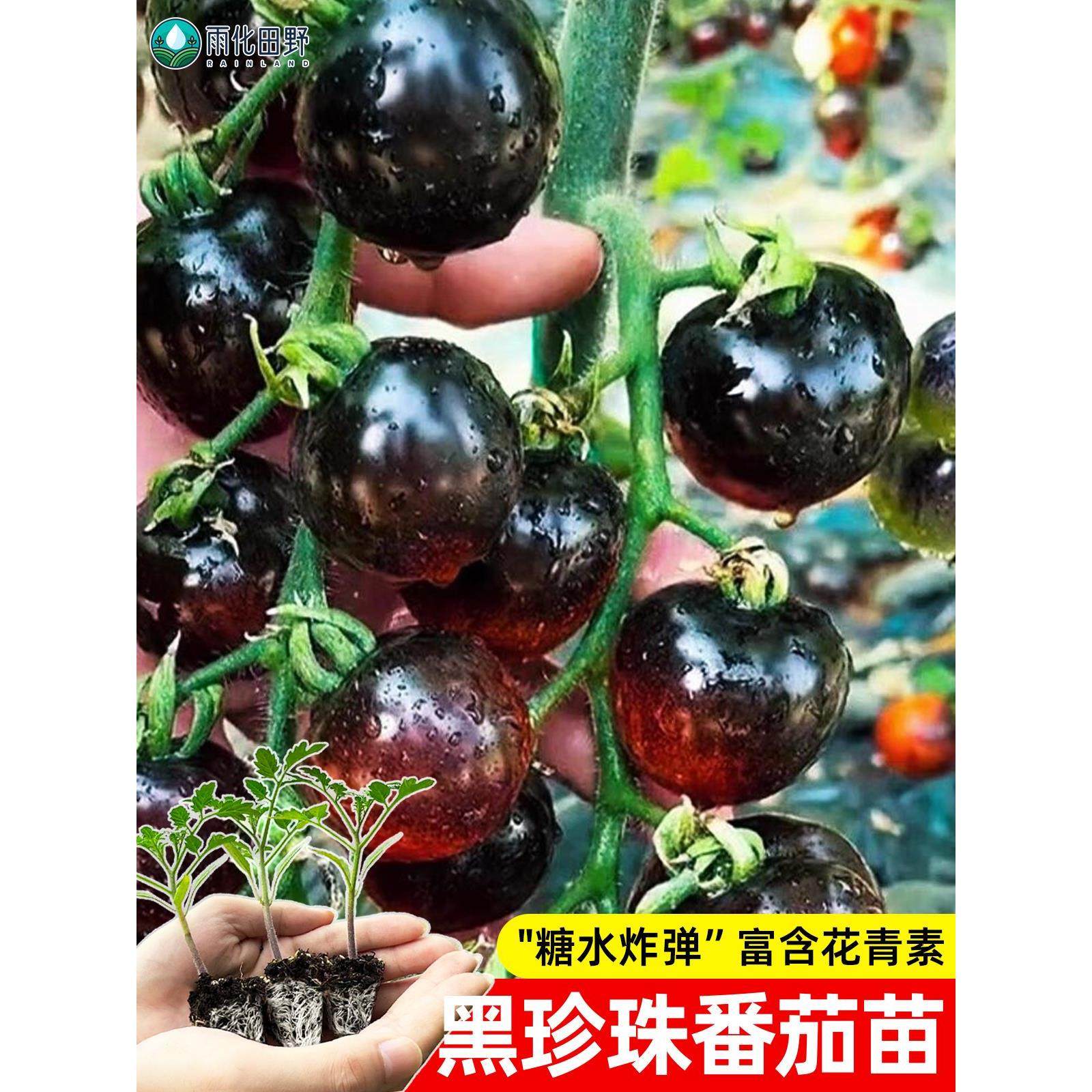 黑珍珠番茄苗夏日阳光黄妃
