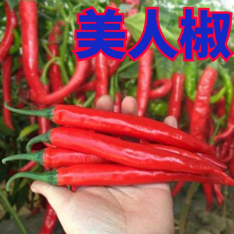 正宗摘不败美人椒苗子大树