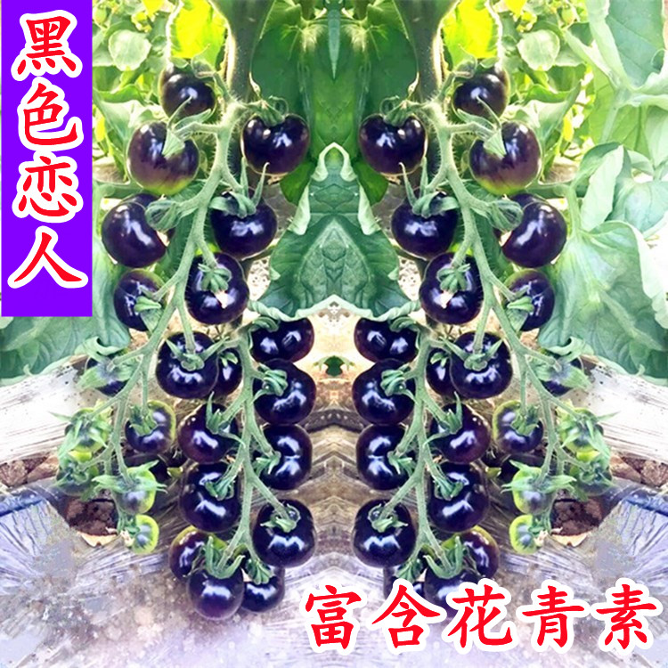 黑色恋人樱桃番茄种子四季