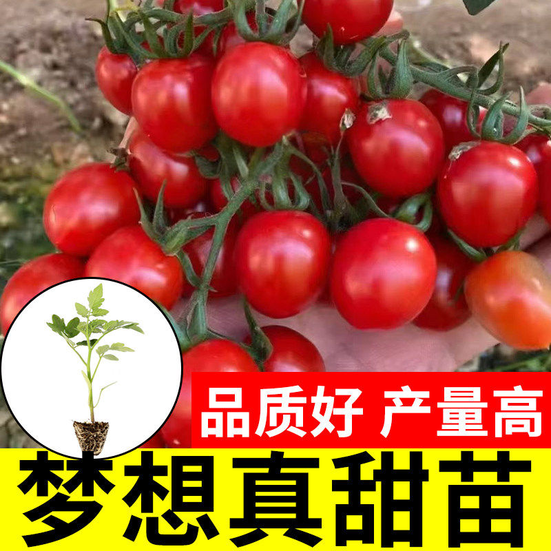 梦想真甜2号番茄苗秧樱桃