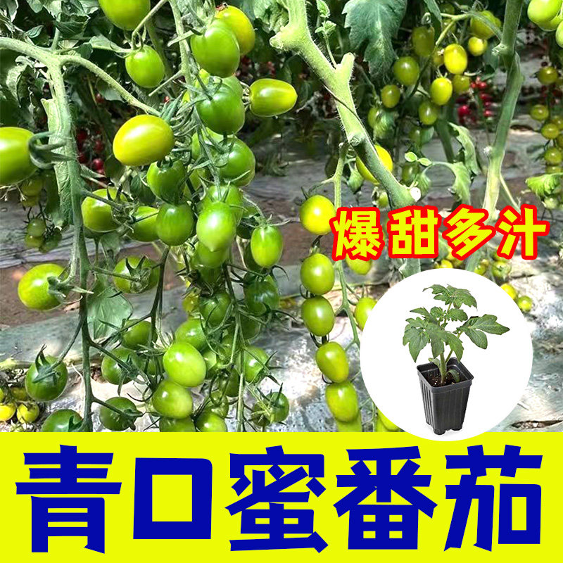 青小蜜口番茄种苗特色绿圣