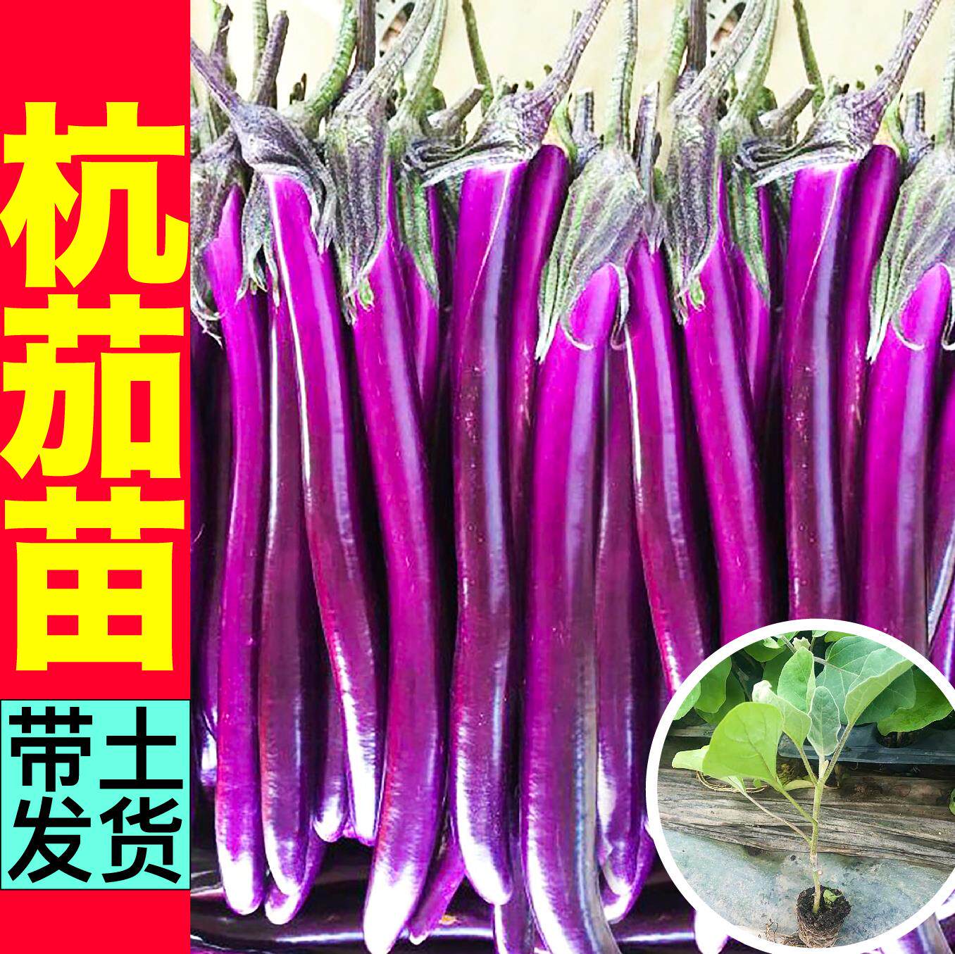 皮薄香糯杭茄一号苗秧紫长