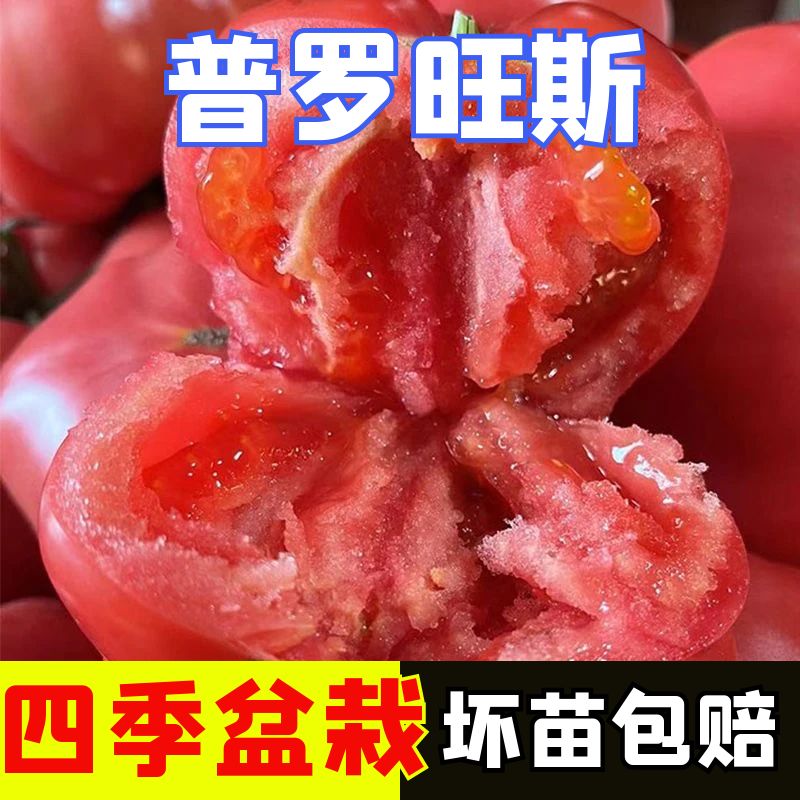 沙瓤普罗旺斯番茄苗子四季正宗苗