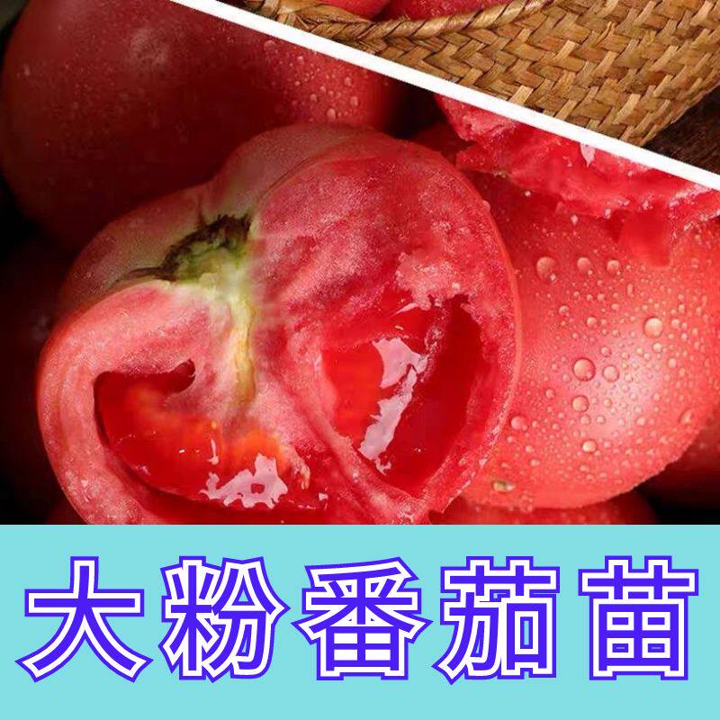 大粉番茄苗番茄苗四季盆栽阳台
