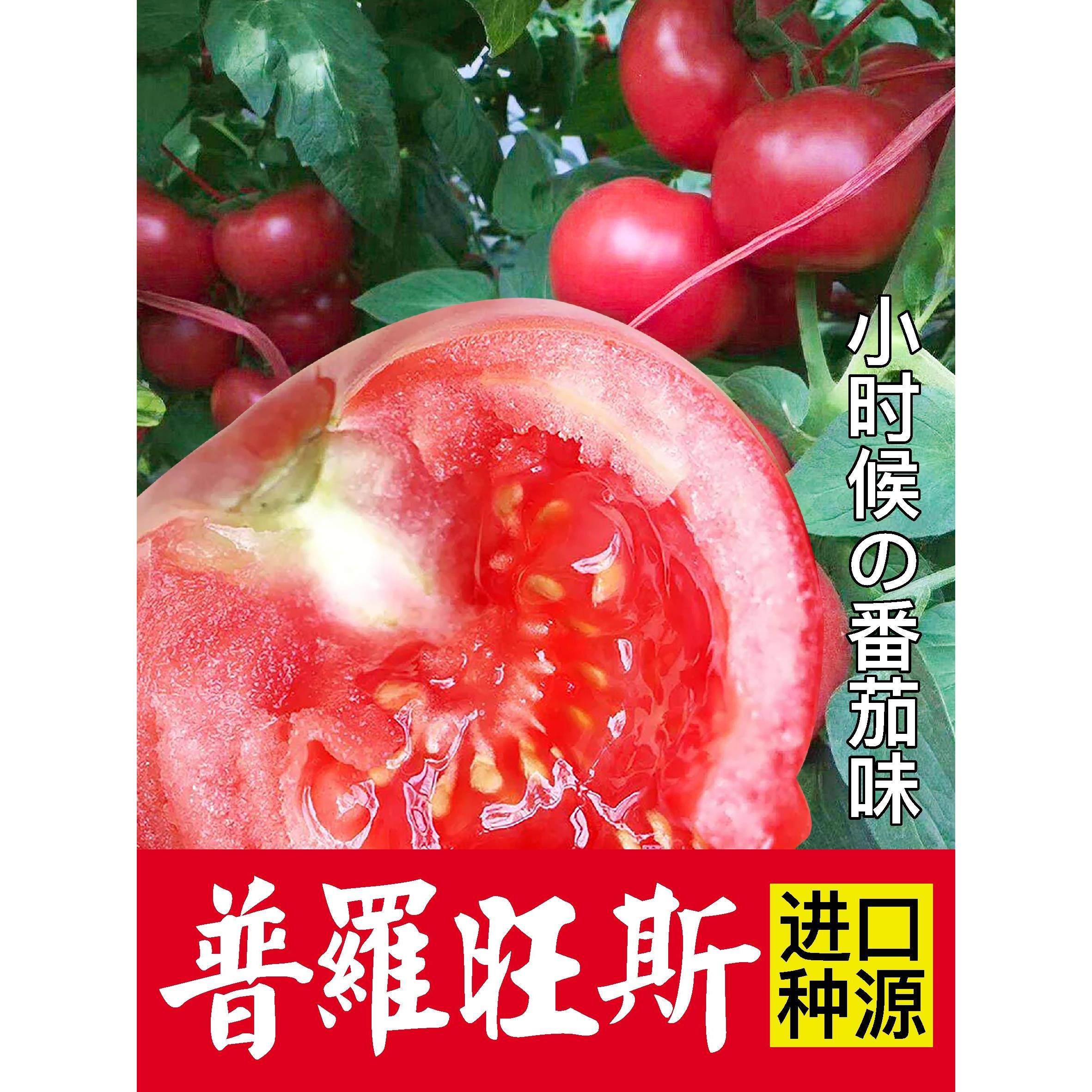 进口普罗旺斯番茄西红柿种