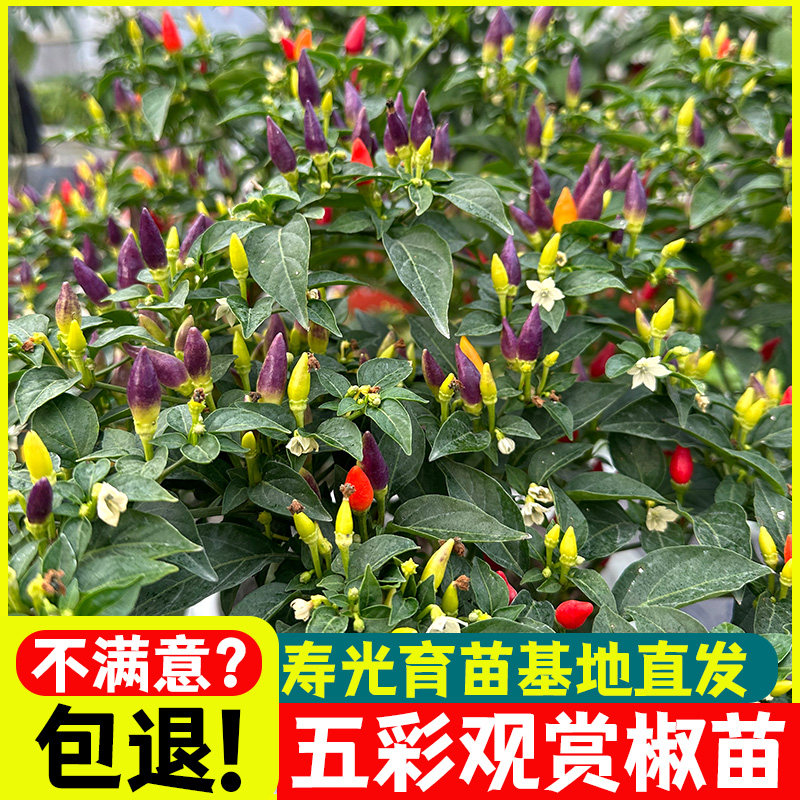 七彩多五小尖椒辣苗秧子四