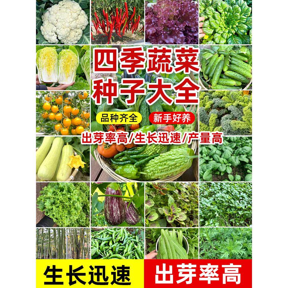 四季高产蔬菜种子菠生快番