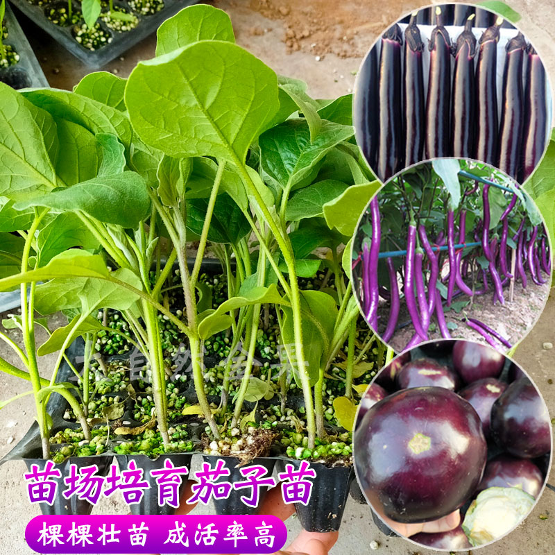 茄子苗圆长杭秧四季播西红
