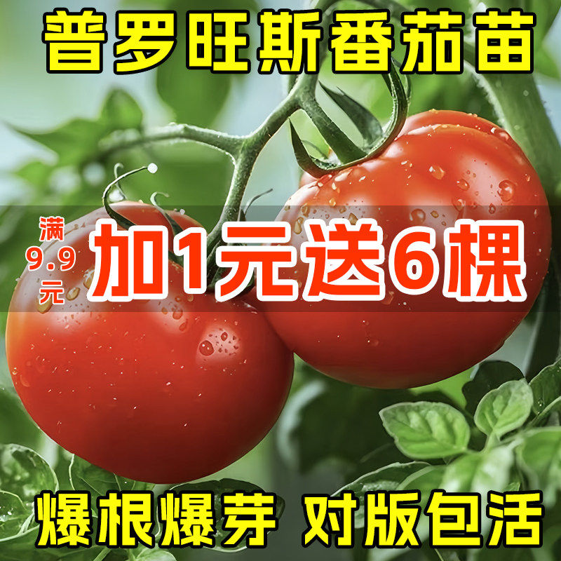 广东普罗旺斯西红柿苗种子