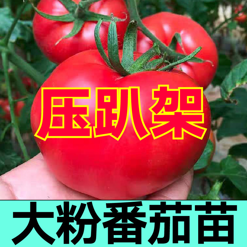 寿光压趴架大粉番茄苗秧春