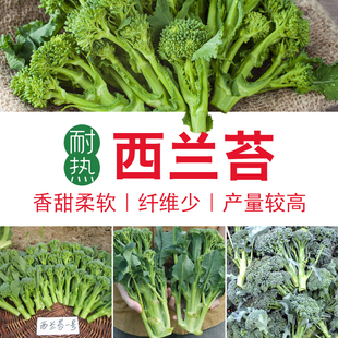 西兰苔种子籽西兰花芥蓝菜苔芥兰菜心南方四季春夏菜种农家蔬菜苗