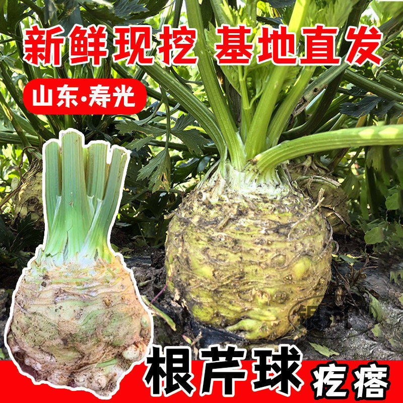 根芹苗子菜种大疙瘩老桩球