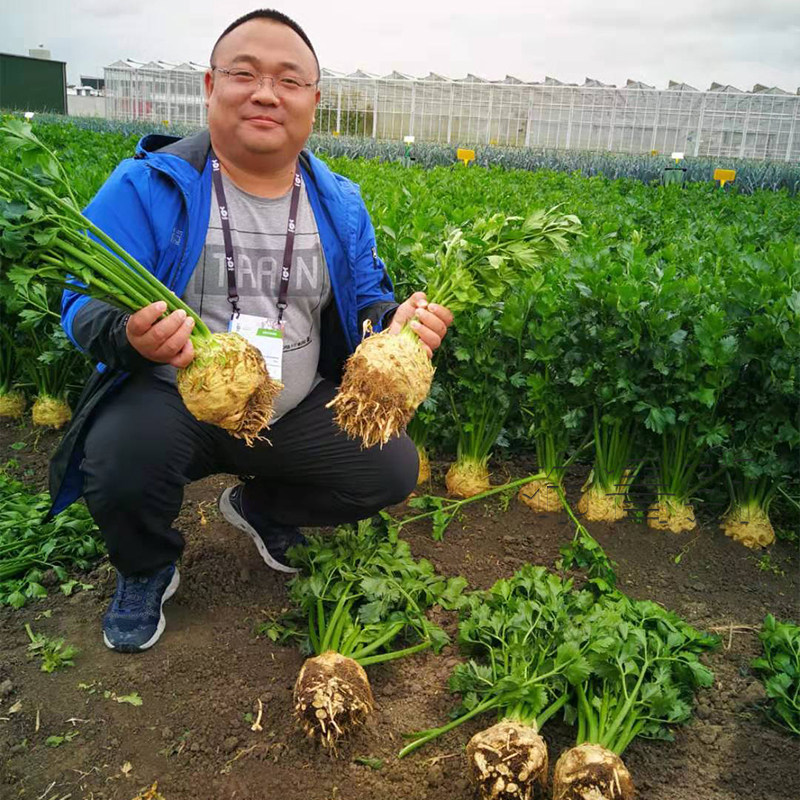 荷兰根芹种子菜籽盆栽蔬阳