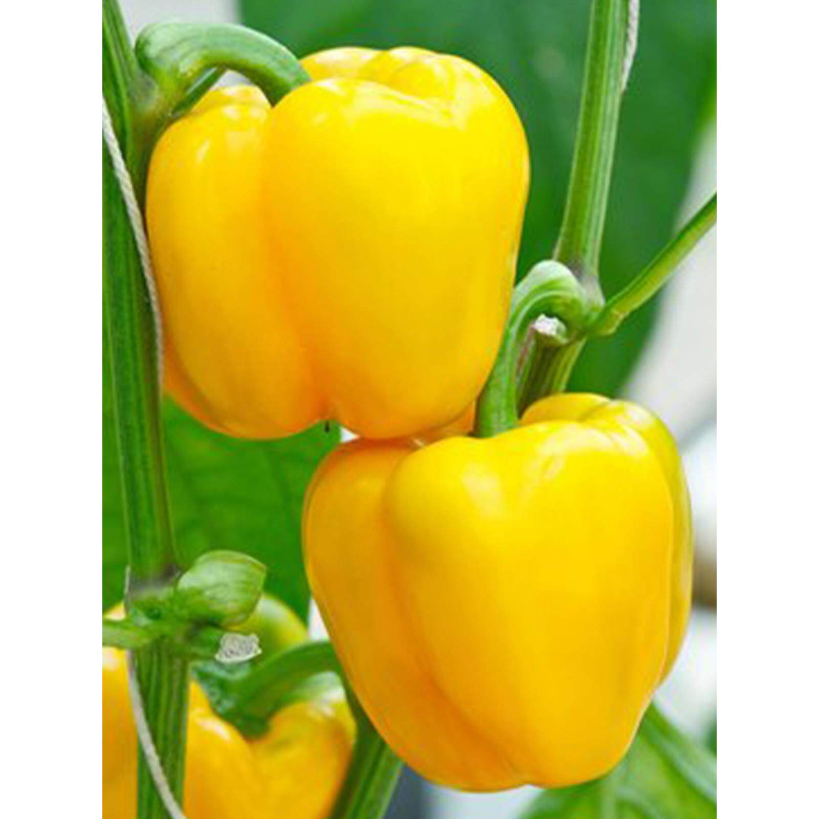 黄彩椒苗辣子红绿圆种籽五