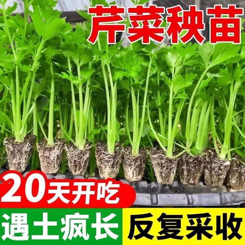 四季小香芹秧苗菜西蓝花甘