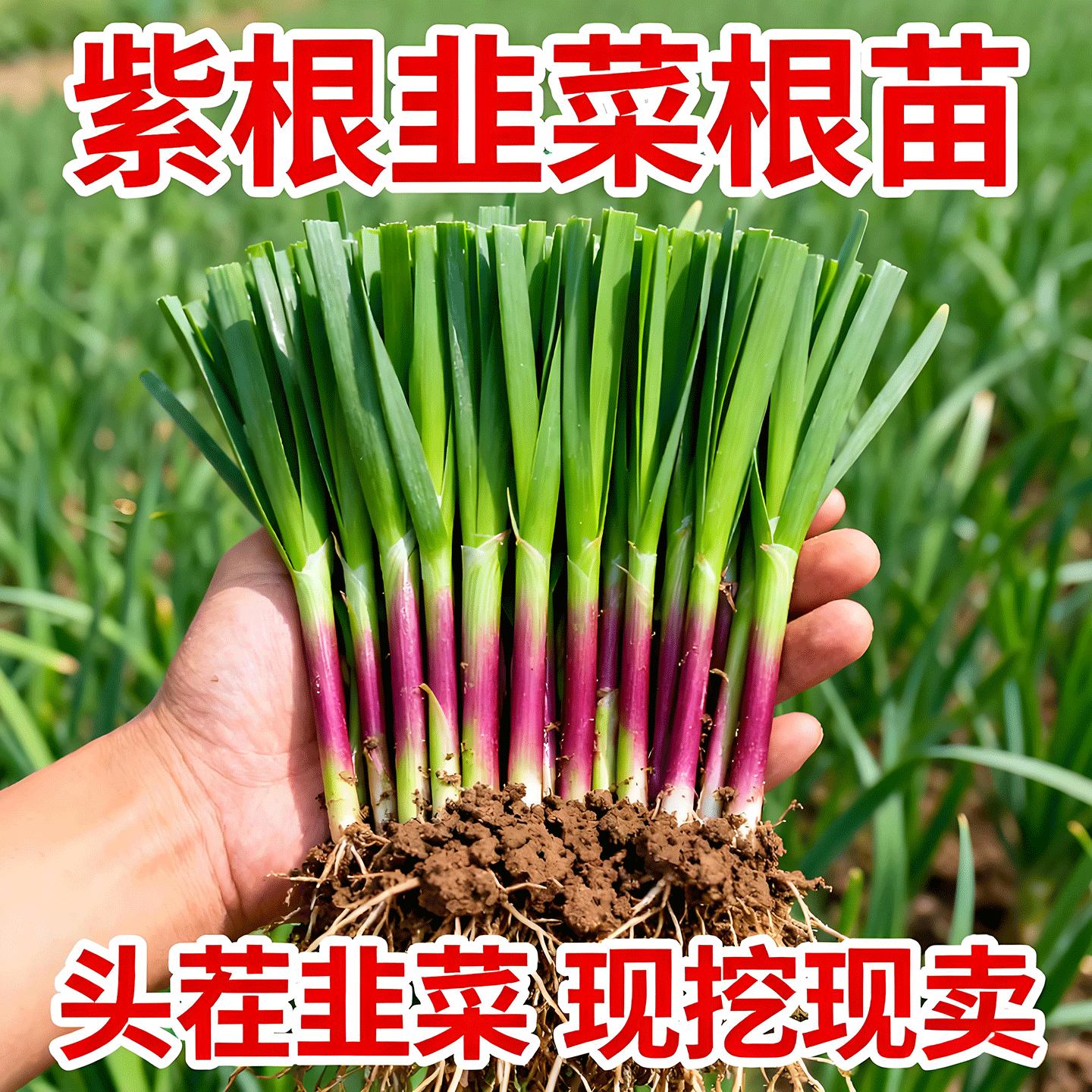 韭菜根苗现挖新鲜宽叶紫室