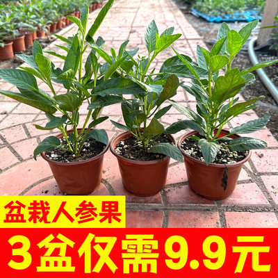 盆栽人参果树苗大带土当年