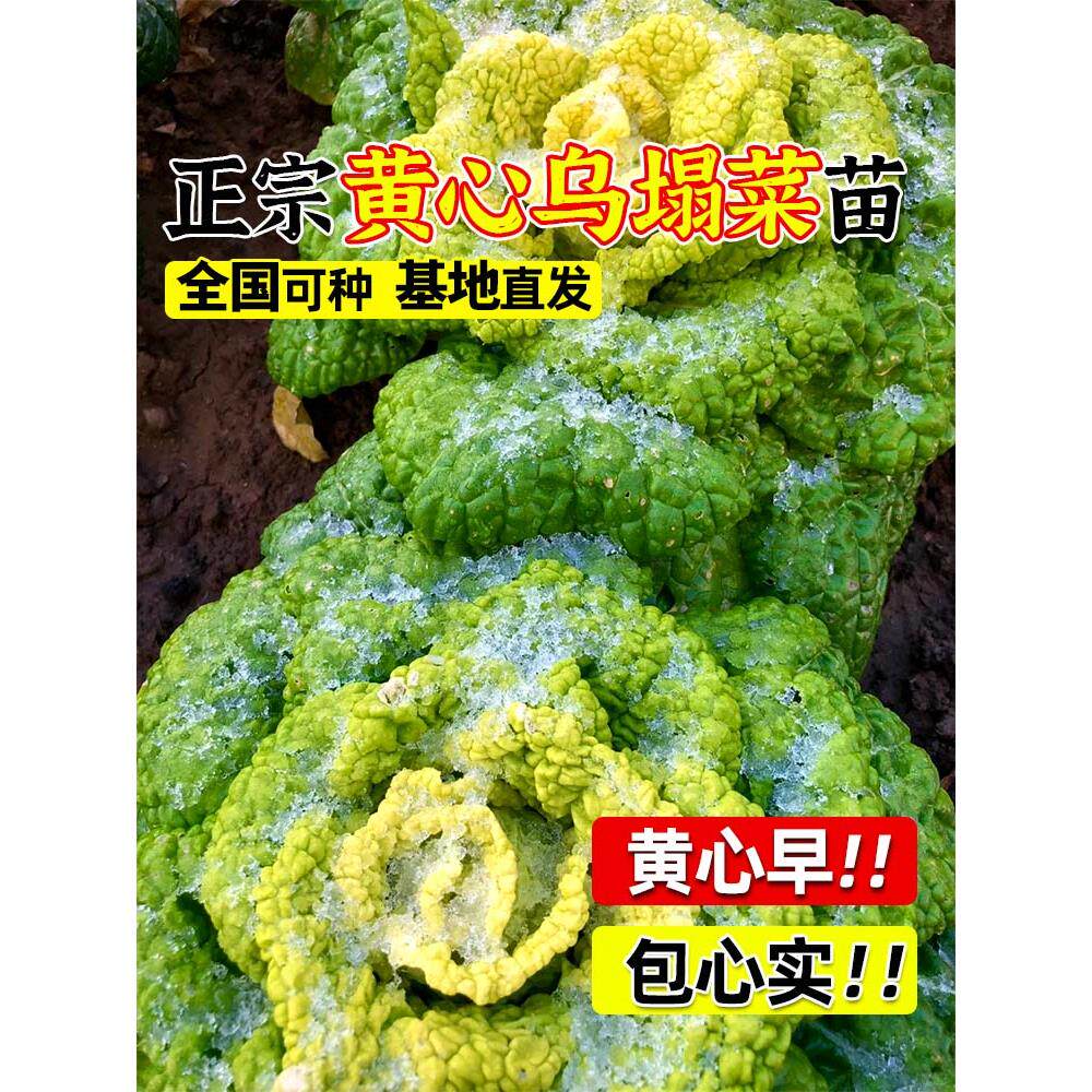 耐寒黄心乌塌菜苗秧黑种子