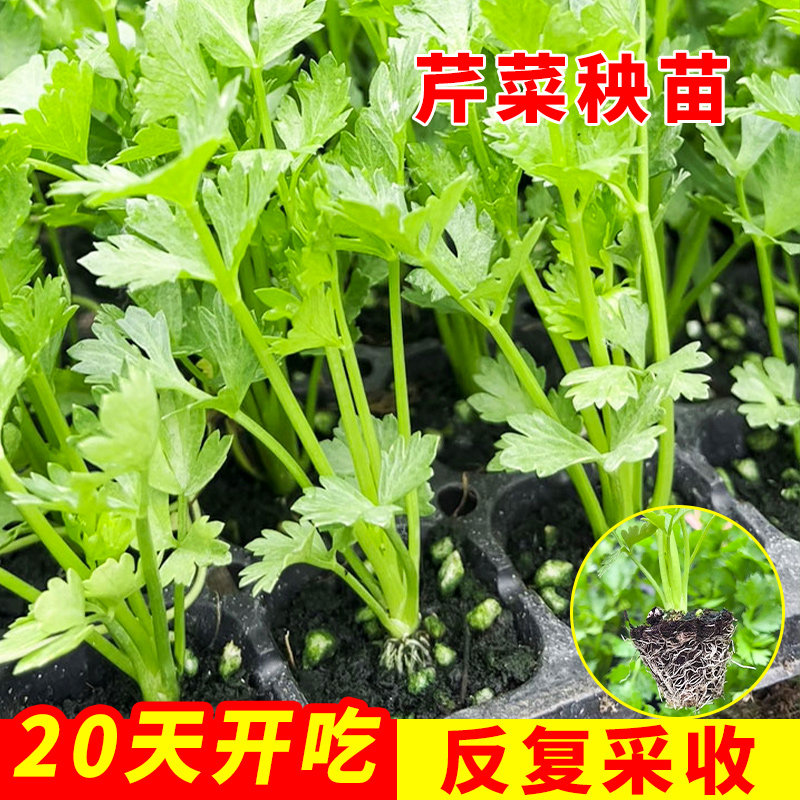 【美农专用】各种芹菜苗西
