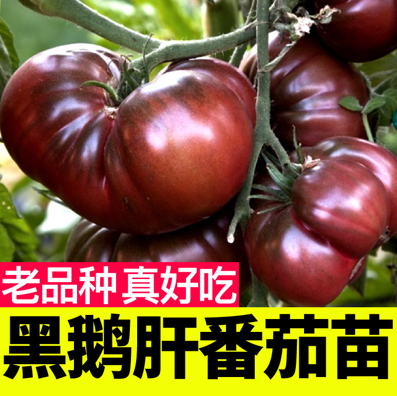 黑鹅肝番茄苗秧种子马蹄西