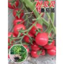 粉贝贝小番茄种子苗四季 圣女果苗珍珠瀑布串收千禧苗盆栽蔬菜种苗