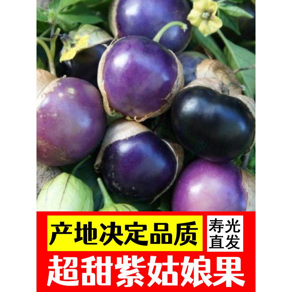 紫菇娘苗子种甜果树大籽水