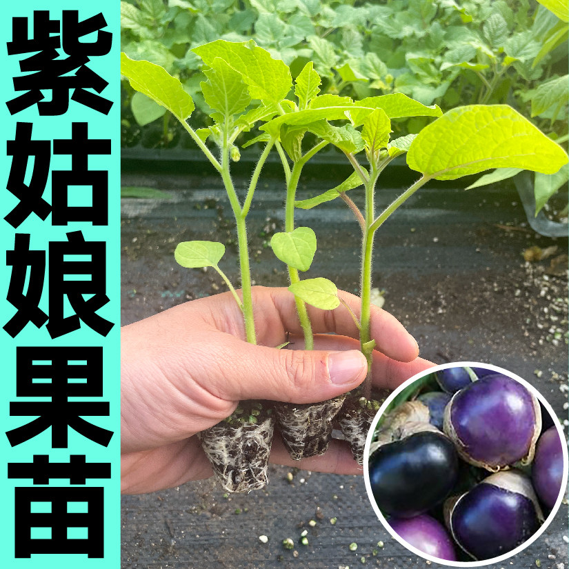 寿光大果紫姑娘苗秧带土球