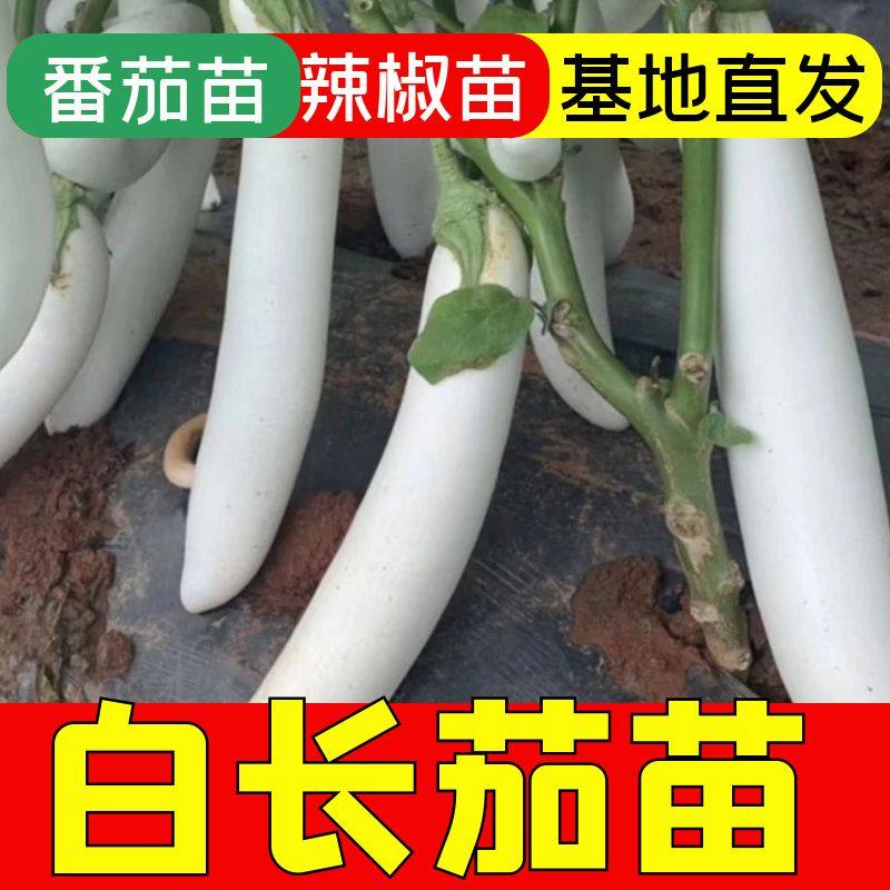 四季白长茄秧苗四季正宗苗