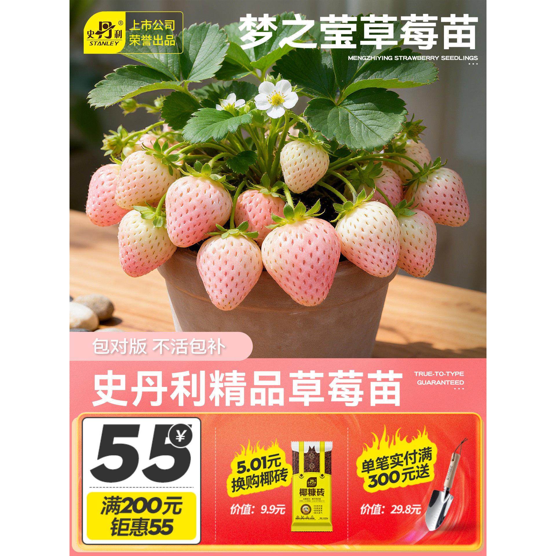 史丹利梦之莹草莓苗盆栽优