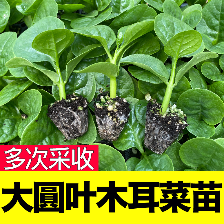 特大圆叶木耳菜种子秧苗四季春秋盆栽阳台食用豆腐菜种籽蔬菜苗