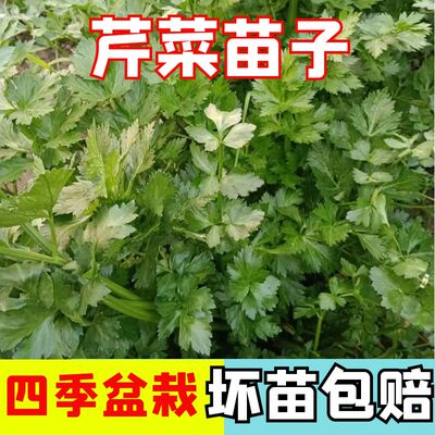 山东浓香土芹菜秧苗子带味