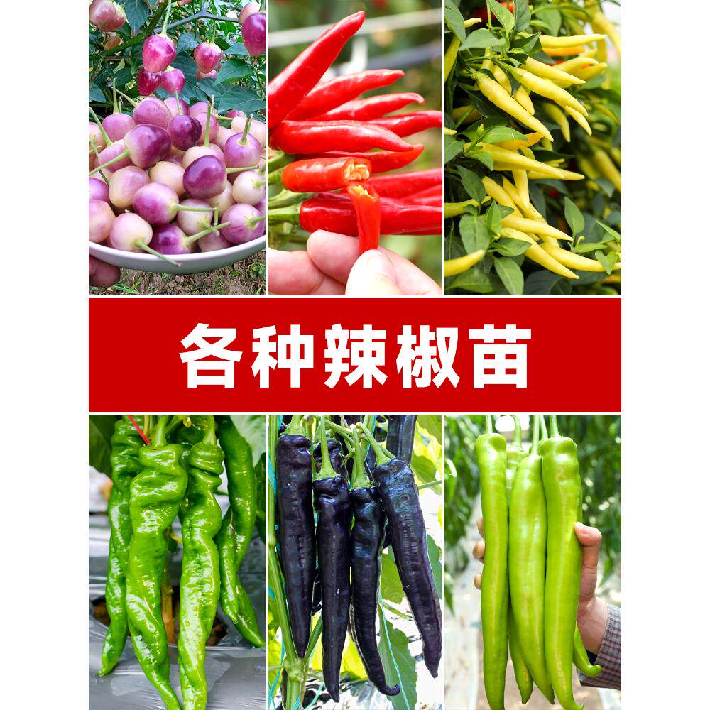 辣椒种子苗七彩朝天四季小