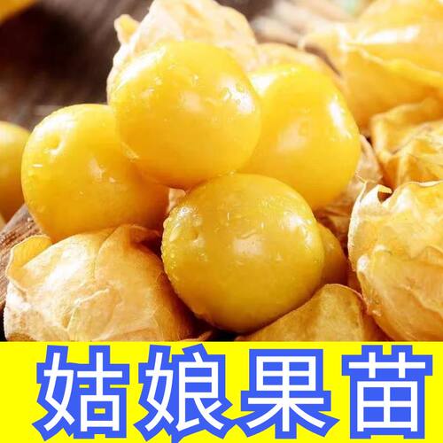 黄姑娘秧苗姑娘果苗子四季盆栽